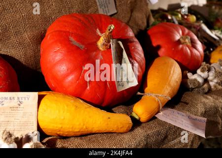 Citrouilles présentées au Weald & Downland Living Museum, Singleton, Chichester, West Sussex, Royaume-Uni. Banque D'Images