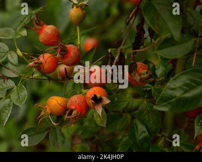 Gros plan des hanches roses orange du jardin d'escalade rose Rosa Summertime vu à la fin de l'été. Banque D'Images
