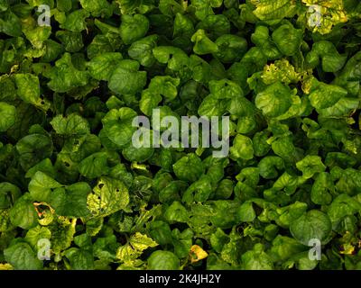 Gros plan de la plante herbacée vivace indigène de bois et de jardin avec des feuilles en forme de coeur vu au Royaume-Uni à la fin de septembre. Banque D'Images