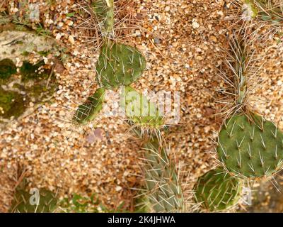 Gros plan de feuilles de cactus rondes avec des épines vues à l'extérieur au Royaume-Uni sur fond de gravier. Banque D'Images