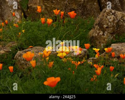 Gros plan des fleurs orange et jaune-orange colorées de la plante de jardin annuelle Eschscholzia californica ou des coquelicots californiens cultivés à partir de graines Banque D'Images