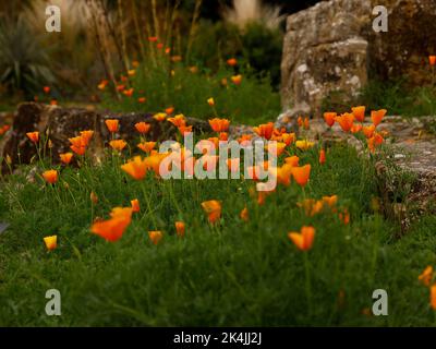 Gros plan des fleurs orange et jaune-orange colorées de la plante de jardin annuelle Eschscholzia californica ou des coquelicots californiens cultivés à partir de graines Banque D'Images