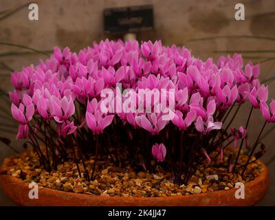 Gros plan des plantes de jardin à fleurs d'automne Cyclamen Graeceum vu grandir dans un pot au Royaume-Uni. Banque D'Images