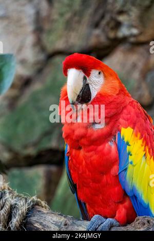ARA macao Portrait de la perroquet coloré de Macaw sur fond de jungle, zoo mexique Banque D'Images