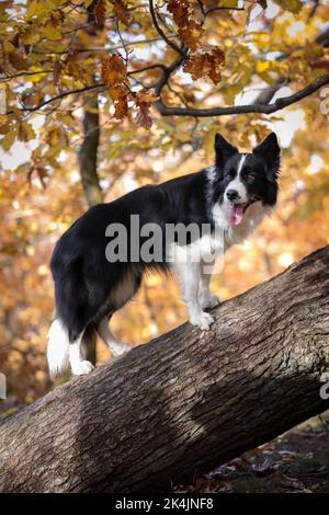 Border Collie se dresse sur le tronc des arbres dans la forêt d'automne colorée. Joyeux chien noir et blanc avec la langue dehors dans les bois pendant la saison d'automne. Banque D'Images