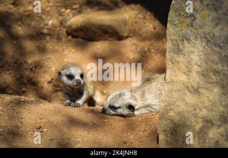 Deux Meerkats africains sur terre. Bébé Surcate dans le jardin zoologique. Suricata suricata est une petite bernache. Banque D'Images