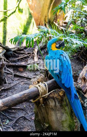 ARA ararauna macaw bleu doré, couleurs bleu et jaune, couleurs intenses, bel oiseau perché sur une branche, guadalajara Banque D'Images