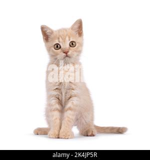 Doux crème britannique Shorthair chat chaton, assis farouchement. Regardant curieux vers l'appareil photo. Isolé sur un fond blanc. Banque D'Images