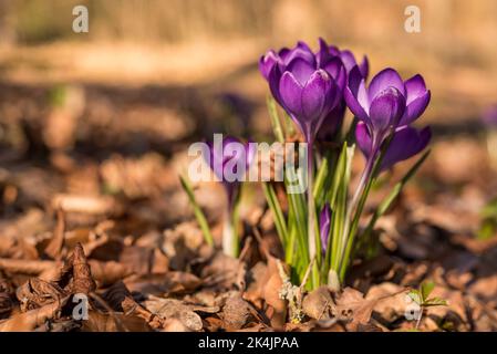 Fleurs violettes de crocus printanier en fleurs, croissant sur un fond de forêt couvert de feuillage, Allemagne Banque D'Images