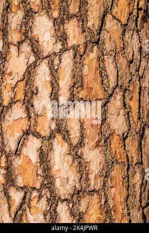 Gros plan de l'écorce brune d'un vieux pin, adapté comme une texture de fond naturelle Banque D'Images