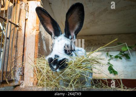 Lapin domestique, litière de paille en hutch, doe, jill construire un nid, sur 16 mars 2020. (CTK photo/Libor Sojka) Banque D'Images