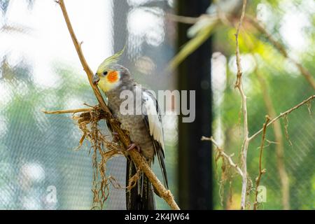 Nymphicus hollandicus, oiseau coloré avec bokeh en arrière-plan, nymphe jaune et gris, chant saver beau, mexique Banque D'Images