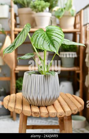 Maison tropicale 'Philodendron Mamei' avec motif argenté dans un pot de fleurs sur une table en bois Banque D'Images