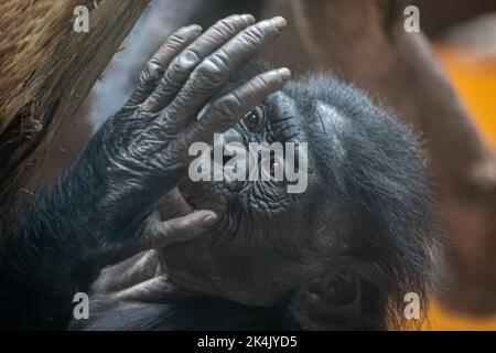 un curieux singe de bébé regardant sa main Banque D'Images