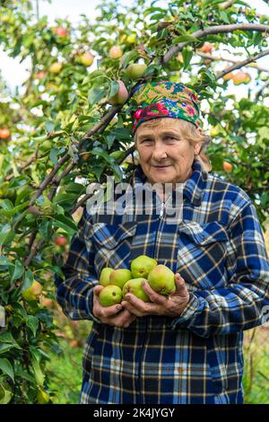 Grand-mère récolte des poires dans le jardin. Mise au point sélective. Banque D'Images