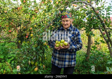 Grand-mère récolte des poires dans le jardin. Mise au point sélective. Banque D'Images