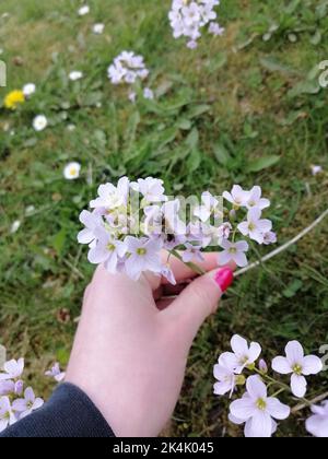 Une verticale d'une abeille pollinisant sur Cuckooflower tenue par une femme portant un vernis à ongles rose Banque D'Images