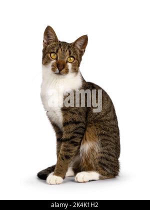 Joli tabby brun avec chat de maison blanc, assis sur le côté avec inclinaison de la tête mignonne. En regardant vers la caméra. Isolé sur fond blanc. Banque D'Images