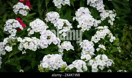 Fleurs de Phlox dans le graden en été. Banque D'Images