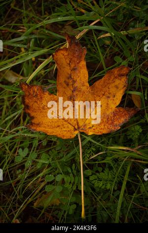 Le congé fané est tombé sur l'herbe verte, créant un contraste de couleurs d'automne, vert jaune orange rouge. Banque D'Images