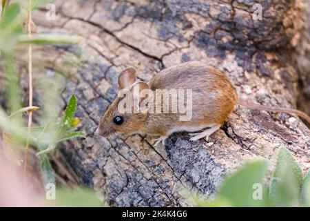 Souris à bois (Apodemus sylvaticus) Sussex, Royaume-Uni Banque D'Images