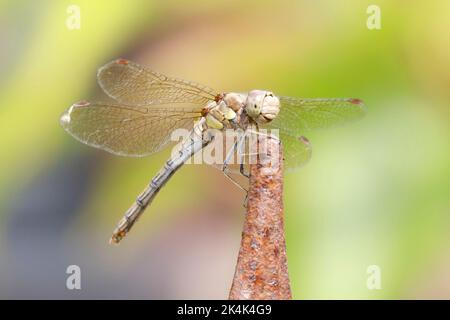 Femelle de la dard à duvet (Sympetrum striolatum) en été, Sussex, Royaume-Uni Banque D'Images