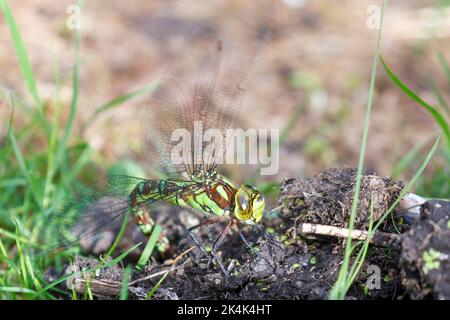 Femelle Southern Hawker (Aeshna cyanoa) Sussex, Royaume-Uni Banque D'Images