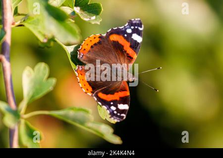 Papillon amiral rouge (Vanessa atalanta) sur une feuille de Hawthorn, Sussex, Royaume-Uni Banque D'Images