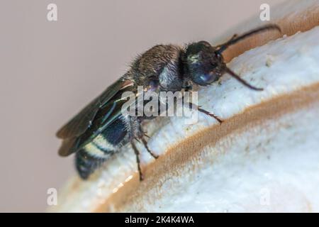 Ronisia, Velvet Ant. Mâle Banque D'Images