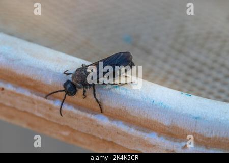 Ronisia, Velvet Ant. Mâle Banque D'Images