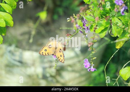 Papillon suspendu sur le buisson de fleur dans un jardin Banque D'Images