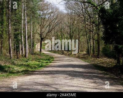 Sentier forestier en bois de 100 acres, Forêt de Bere, Wickham, Fareham, Hants. Banque D'Images