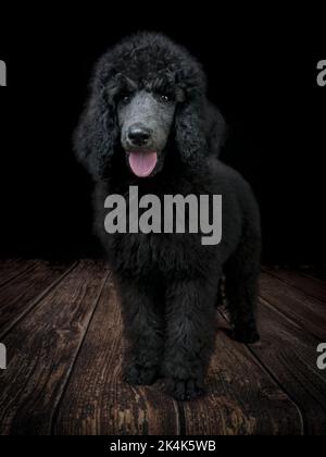 Chiot Blue Standard Poodle de trois mois Banque D'Images