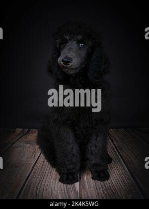 Chiot Blue Standard Poodle de trois mois Banque D'Images