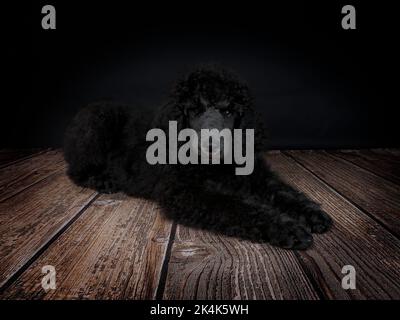 Chiot Blue Standard Poodle de trois mois Banque D'Images