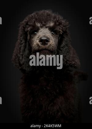 Chiot Blue Standard Poodle de trois mois Banque D'Images