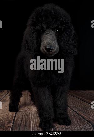 Chiot Blue Standard Poodle de trois mois Banque D'Images