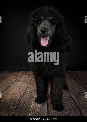 Chiot Blue Standard Poodle de trois mois Banque D'Images