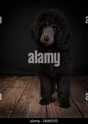 Chiot Blue Standard Poodle de trois mois Banque D'Images