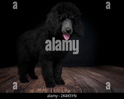 Chiot Blue Standard Poodle de trois mois Banque D'Images