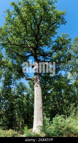 Forêt de Troncais. Chêne remarquable. Département Allier. Auvergne Rhône Alpes. France Banque D'Images