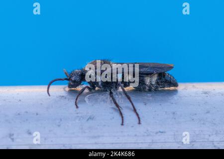 Ronisia, Velvet Ant. Mâle Banque D'Images