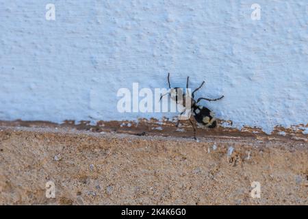 Ronisia barbarula, Velvet Ant Banque D'Images