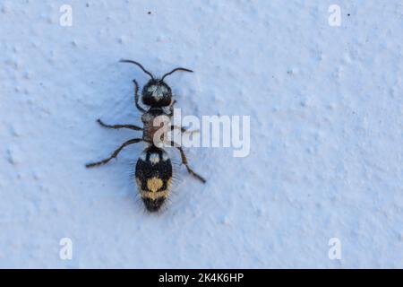 Ronisia barbarula, Velvet Ant Banque D'Images