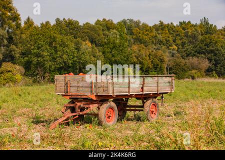 Une remorque agricole dans un champ plein de Hokkaidos vu du côté, l'Allemagne Banque D'Images