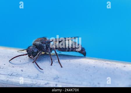 Ronisia, Velvet Ant. Mâle Banque D'Images