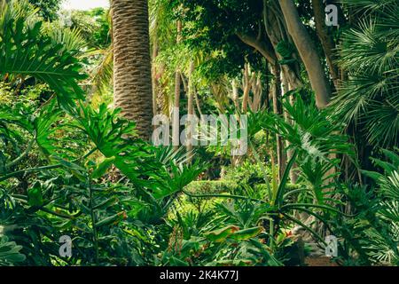 Jardin botanique tropical, Flora of Canary Islands Banque D'Images