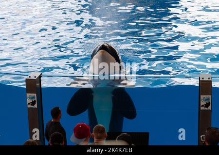 Ténérife, Espagne - août 2022 : spectacle de baleines Orca au Loro Parque de Ténérife Banque D'Images