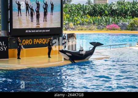 Ténérife, Espagne - août 2022 : spectacle de baleines Orca au Loro Parque de Ténérife Banque D'Images