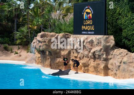 Ténérife, Espagne - août 2022 : spectacle de dauphins au Loro Parque de Ténérife Banque D'Images